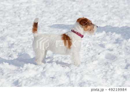 Jack Russell Terrier Puppy On A White Snow の写真素材