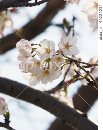 サクラ（自然質感） 49220034