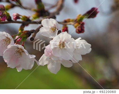 サクラ（自然質感） 49220060