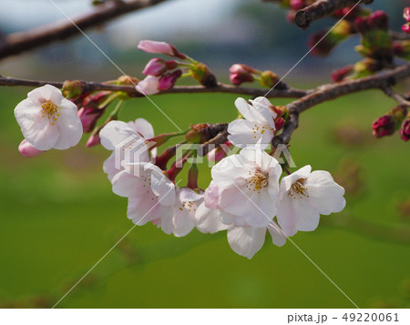 サクラ（自然質感） 49220061