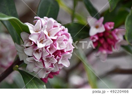 ジンチョウゲ(沈丁花) ジンチョウゲ(沈丁花) 49220466