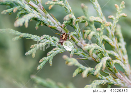 Detail of european garden spider 49220835