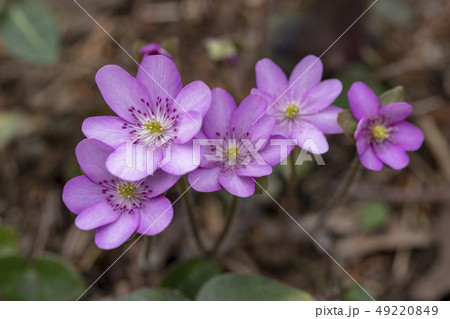 雪割草 雪割草 49220849