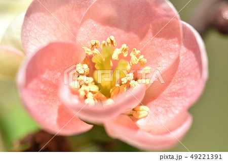 ボケ(木瓜) ボケ(木瓜) 49221391