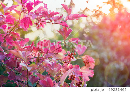 abstract autumn leaves background 49221465