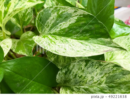 The Golden pothos were planted in a potted plant 49221638
