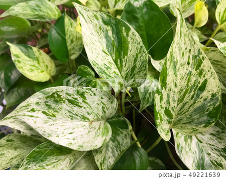 The Golden pothos were planted in a potted plant The Golden pothos were planted in a potted plant 49221639