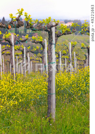 vineyards in the hills of Tuscany vineyards in the hills of Tuscany 49221663
