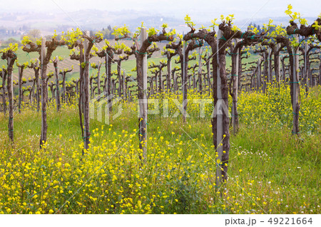 vineyards in the hills of Tuscany 49221664