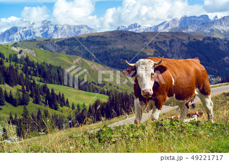 italian cows on a pasture italian cows on a pasture 49221717