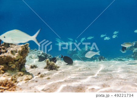 fishes and corals, underwater life in Maldives fishes and corals, underwater life in Maldives 49221734