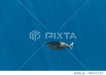 fishes and corals, underwater life in Maldives fishes and corals, underwater life in Maldives 49221737