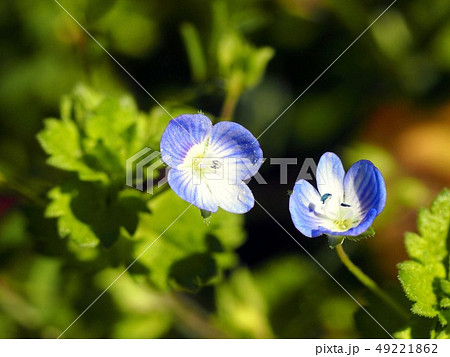 日差しを浴びたオオイヌフグリの花(二輪の星の瞳の青い花) 日差しを浴びたオオイヌフグリの花(二輪の星の瞳の青い花) 49221862
