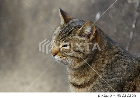 眠そうな猫 49222258