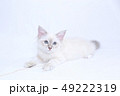 無邪気な白い仔猫 49222319