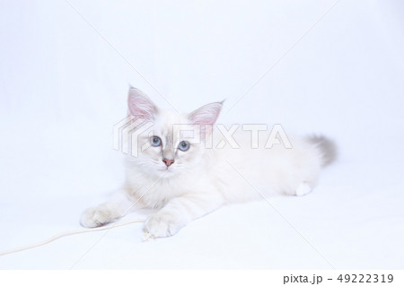 無邪気な白い仔猫 49222319