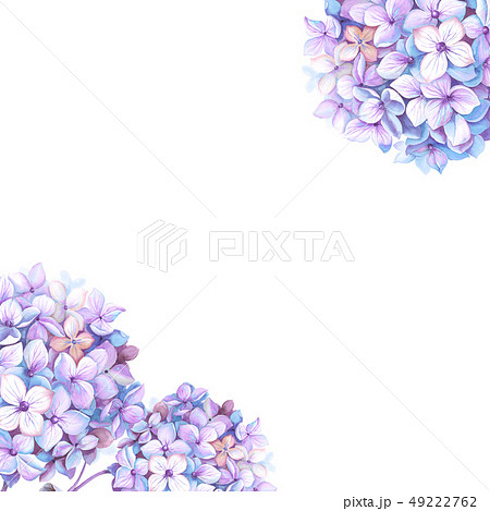透明水彩 水彩画 紫陽花のイラスト素材
