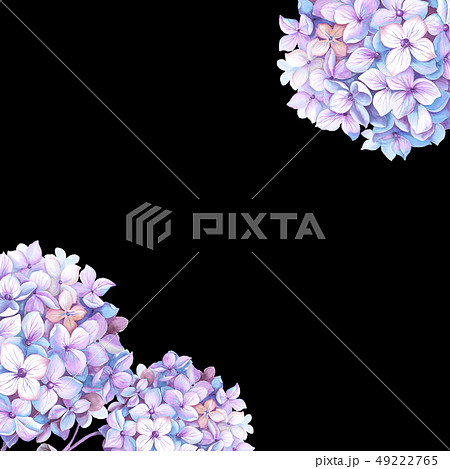 透明水彩 水彩画 紫陽花 49222765