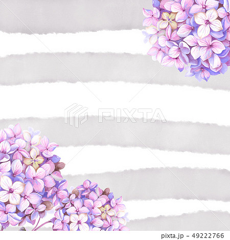 透明水彩 水彩画 紫陽花のイラスト素材