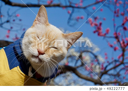 猫と花　春 49222777