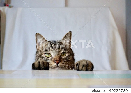 猫 ひょっこりの写真素材 [49222780] - PIXTA