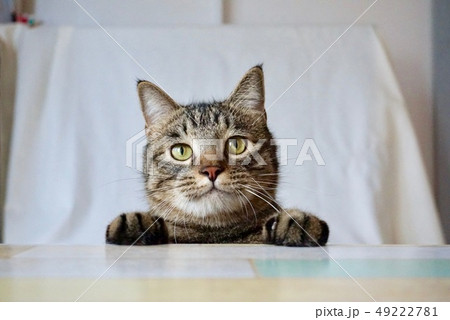 猫 ひょっこり 猫 ひょっこり 49222781