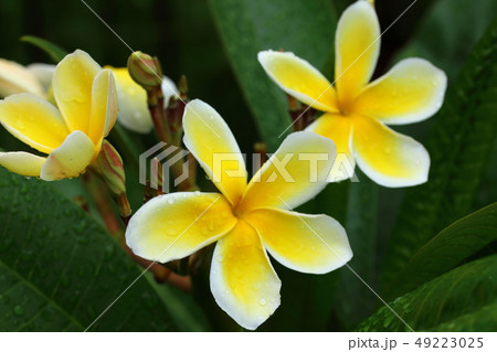 プリメリア　夏　花木　ハワイ 49223025