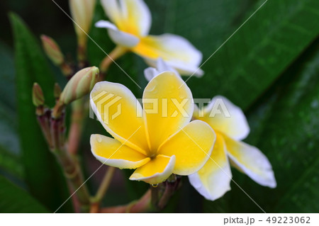 プリメリア　夏　花木　ハワイ 49223062