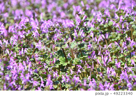 ホトケノザ（仏の座） 49223340