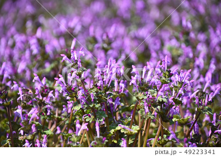 ホトケノザ（仏の座） 49223341