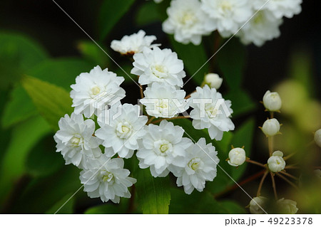 こでまり　小手毬　すずかけ　鈴懸　白花　春花 49223378