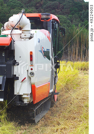 稲の獲り入れ 49224003