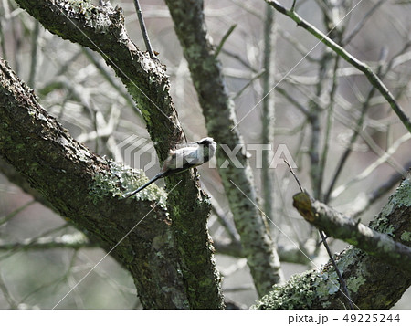 エナガ・巣ずくり・材料集め 49225244