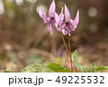 初春の妖精カタクリの花 49225532