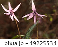 初春の妖精カタクリの花 49225534
