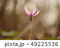 初春の妖精カタクリの花 49225536