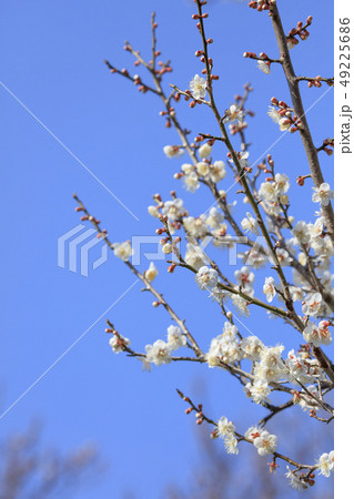 早咲きの白い梅の花 早咲きの白い梅の花 49225686