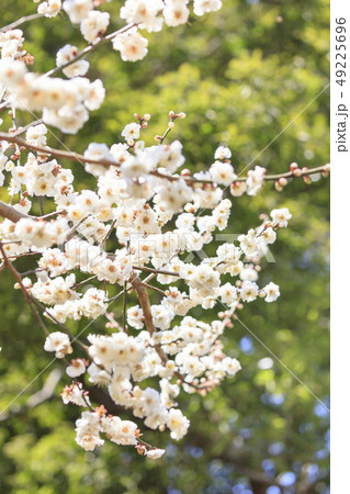 早咲きの白い梅の花 早咲きの白い梅の花 49225696