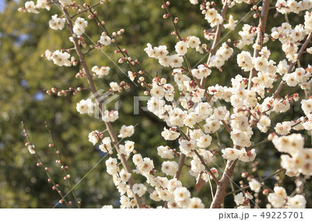 早咲きの白い梅の花 49225701