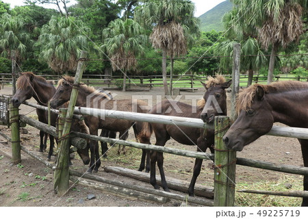 開聞岳　馬 49225719