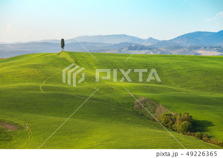 Typical Tuscan landscape - green waves 49226365