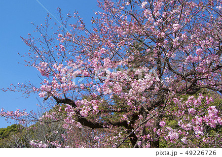 桜、神代曙という品種です。 49226726