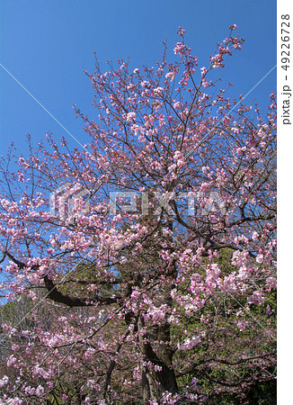 桜、神代曙という品種です。 49226728