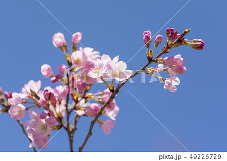 桜、神代曙という品種です。 桜、神代曙という品種です。 49226729