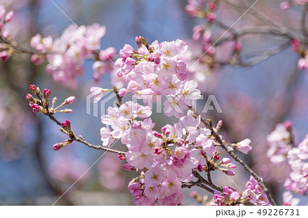 桜、神代曙という品種です。 桜、神代曙という品種です。 49226731