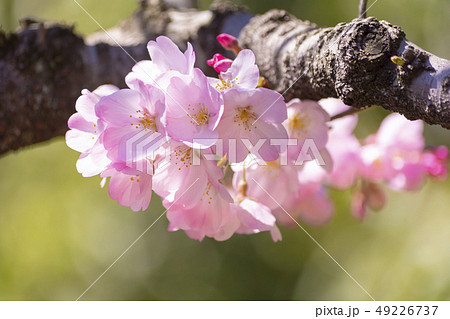 桜、神代曙という品種です。 49226737