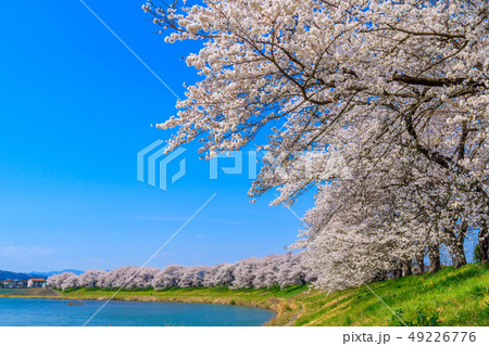 一目千本桜　大河原 49226776
