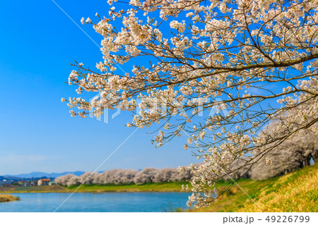 一目千本桜　大河原 49226799