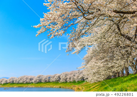 一目千本桜　大河原 49226801