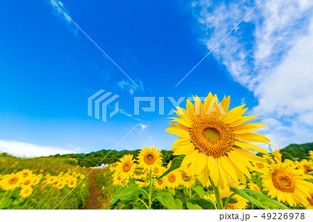 夏の三ノ倉高原 ひまわり 夏の三ノ倉高原 ひまわり 49226978